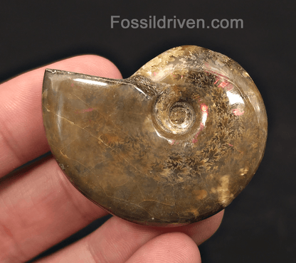 1.90" Red Flashy Iridescent Ammonite Fossil - Madagascar | Fossil Driven - Fossil Driven