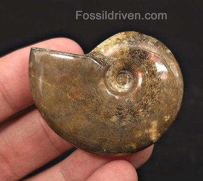 1.90" Red Flashy Iridescent Ammonite Fossil - Madagascar | Fossil Driven - Fossil Driven