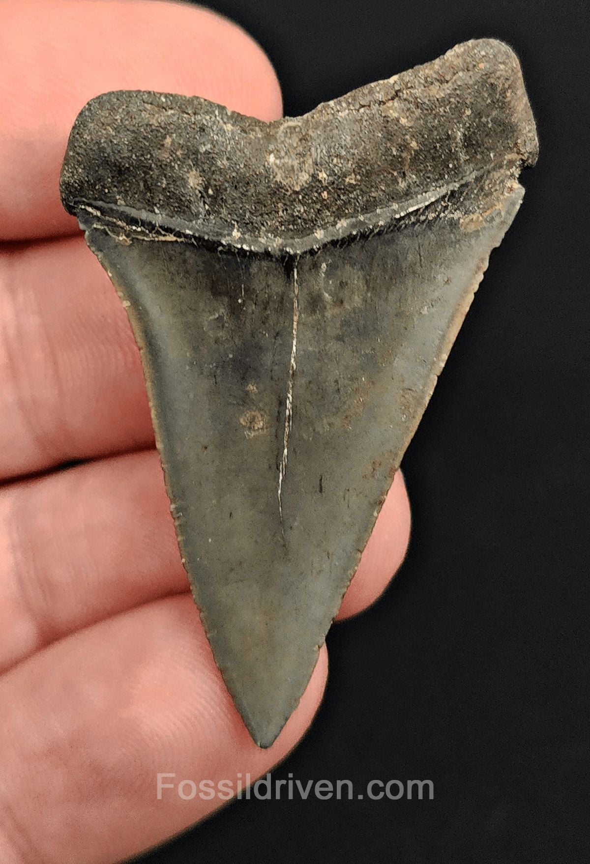 1.91" Fossil Hastalis Mako Shark Tooth – Venice, Florida | Fossil Driven - Fossil Driven