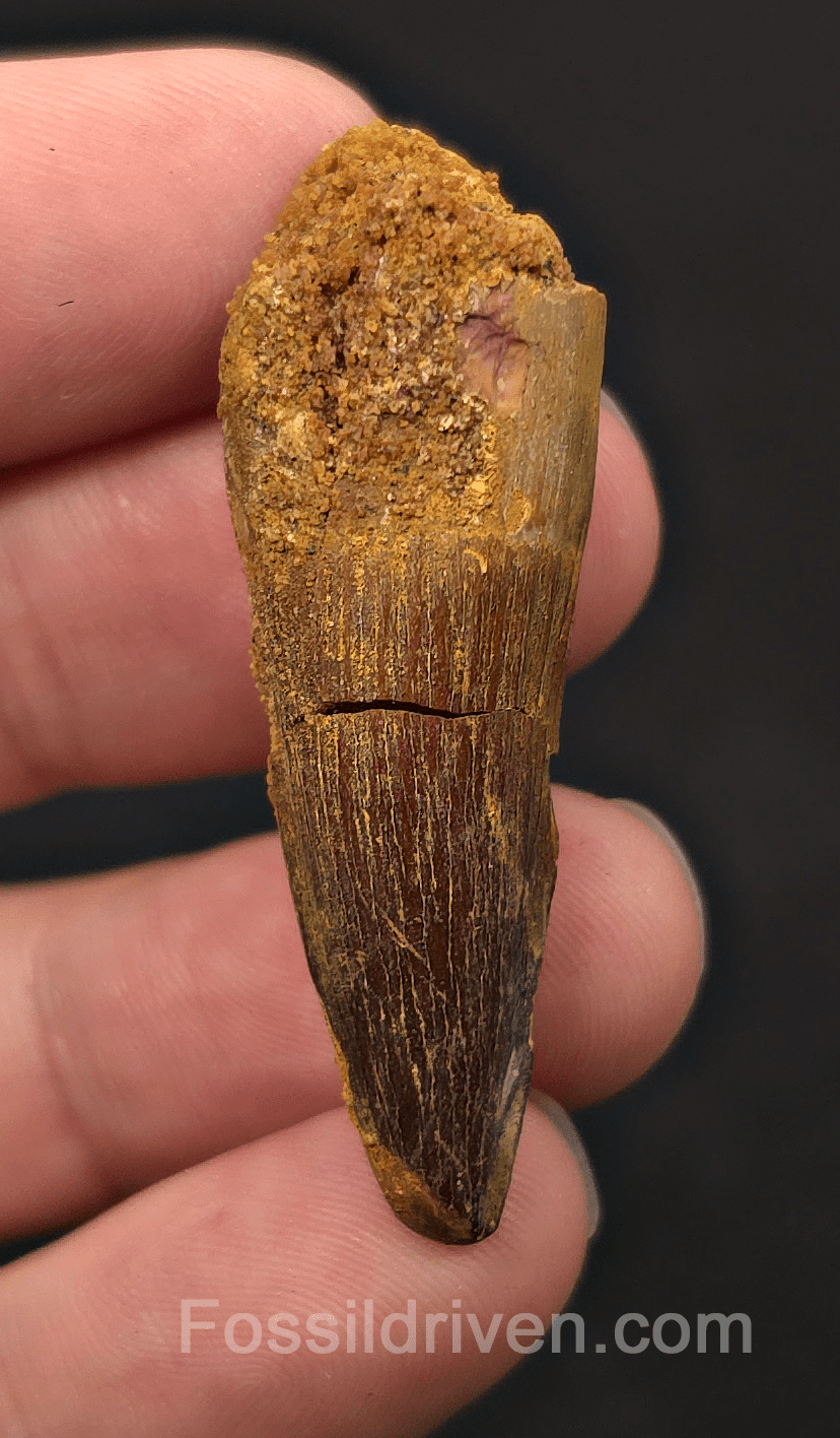1.91" Fossil Spinosaurus Tooth - Real Dinosaur Tooth - Fossil Driven