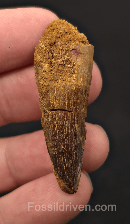 1.91" Fossil Spinosaurus Tooth - Real Dinosaur Tooth - Fossil Driven