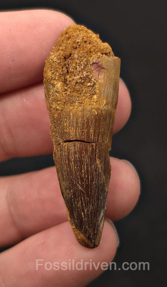 1.91" Fossil Spinosaurus Tooth - Real Dinosaur Tooth - Fossil Driven