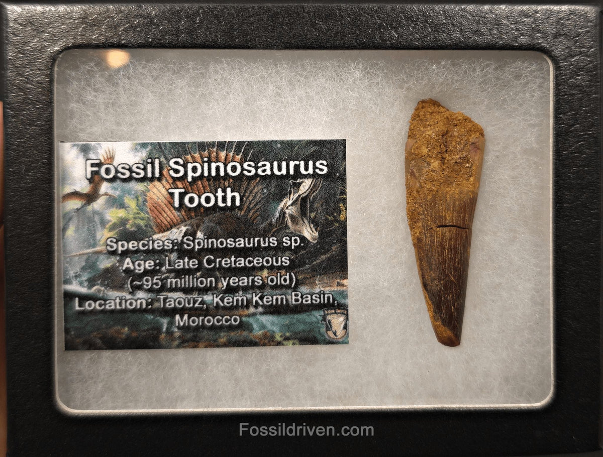 1.91" Fossil Spinosaurus Tooth - Real Dinosaur Tooth - Fossil Driven