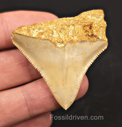 1.92" Fossil Megalodon Tooth for Sale - Java, Indonesia | Fossil Driven - Fossil Driven