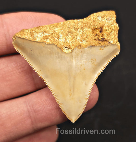 1.92" Fossil Megalodon Tooth for Sale - Java, Indonesia | Fossil Driven - Fossil Driven