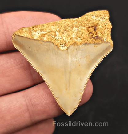 1.92" Fossil Megalodon Tooth for Sale - Java, Indonesia | Fossil Driven - Fossil Driven