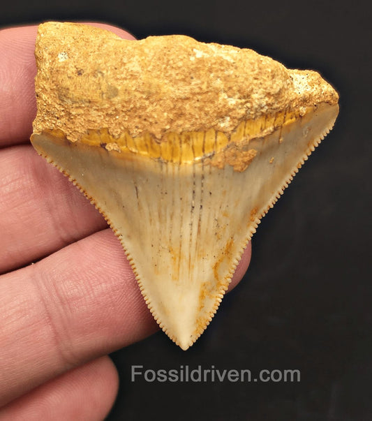 1.92" Fossil Megalodon Tooth for Sale - Java, Indonesia | Fossil Driven - Fossil Driven