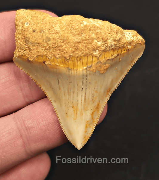 1.92" Fossil Megalodon Tooth for Sale - Java, Indonesia | Fossil Driven - Fossil Driven