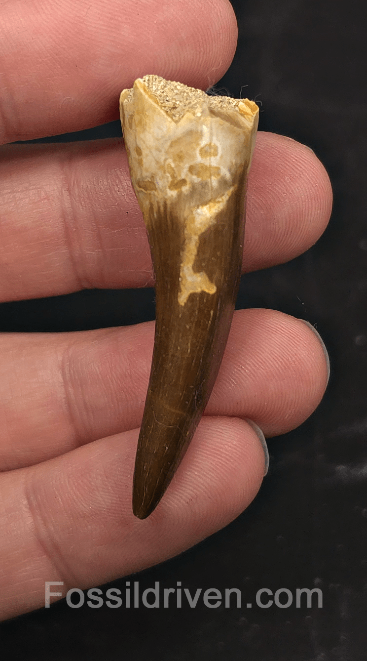 1.92" Fossil Plesiosaur (Zarafasaurus) Tooth - Morocco - Fossil Driven