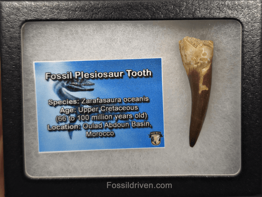 1.92" Fossil Plesiosaur (Zarafasaurus) Tooth - Morocco - Fossil Driven