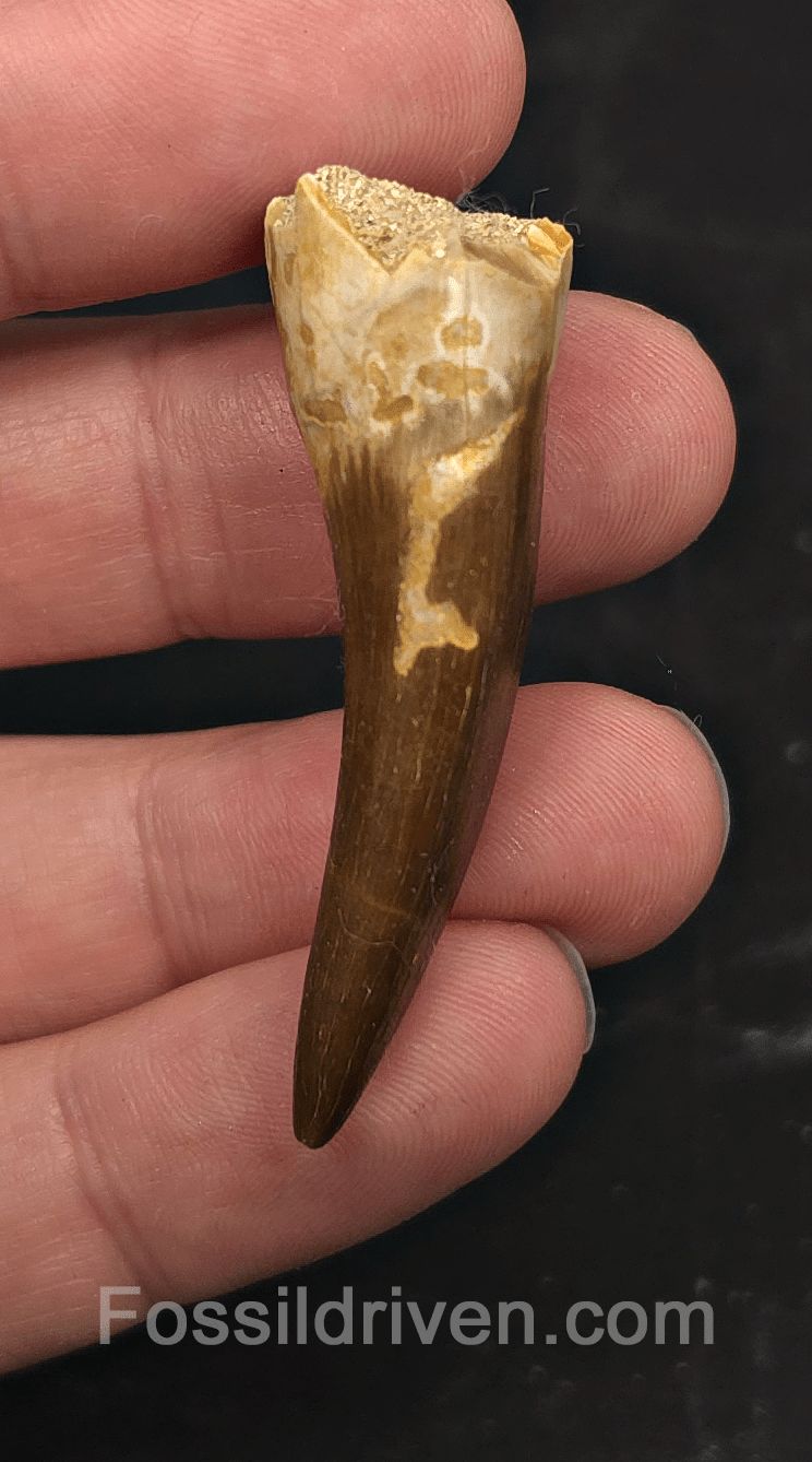 1.92" Fossil Plesiosaur (Zarafasaurus) Tooth - Morocco - Fossil Driven