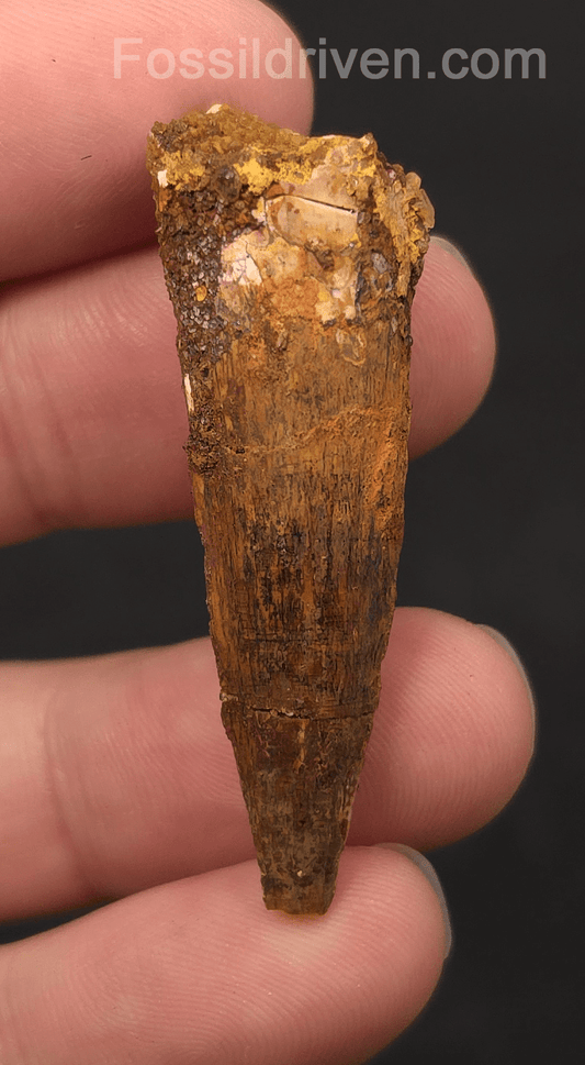 1.92" Fossil Spinosaurus Tooth - Real Dinosaur Tooth - Fossil Driven
