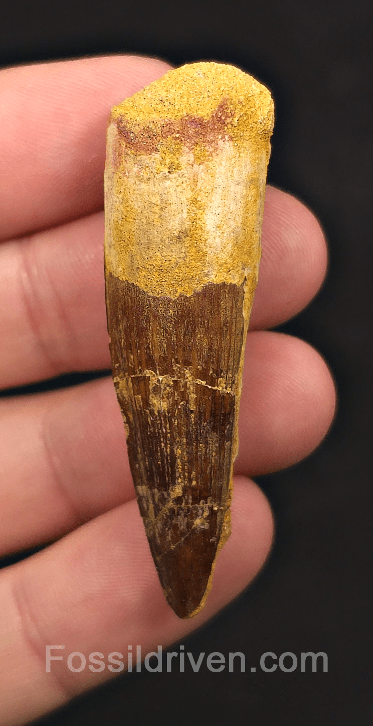 1.92" Fossil Spinosaurus Tooth - Real Dinosaur Tooth - Fossil Driven