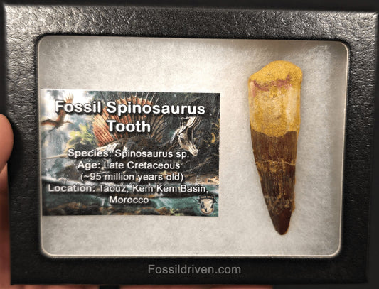 1.92" Fossil Spinosaurus Tooth - Real Dinosaur Tooth (Spino 2613) - Fossil Driven