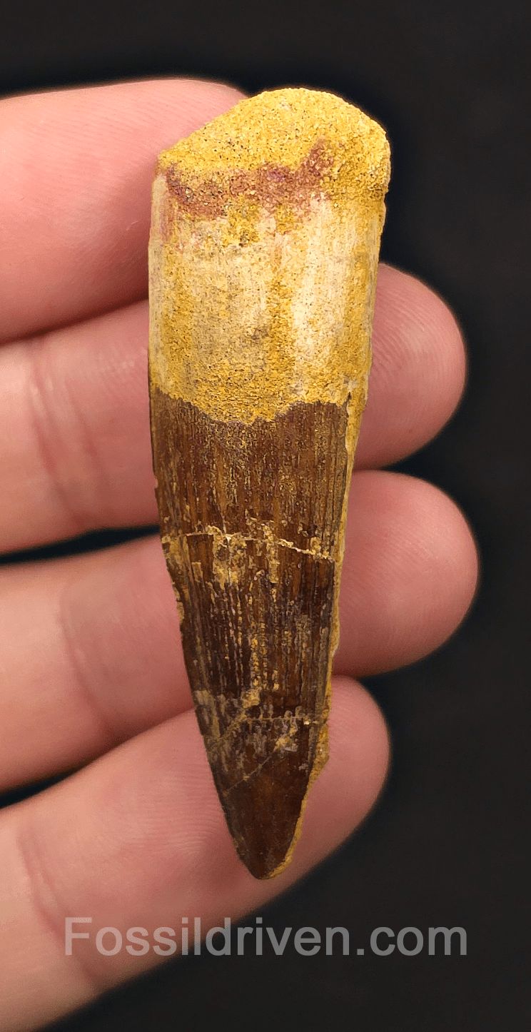 1.92" Fossil Spinosaurus Tooth - Real Dinosaur Tooth (Spino 2613) - Fossil Driven