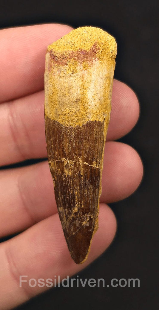 1.92" Fossil Spinosaurus Tooth - Real Dinosaur Tooth (Spino 2613) - Fossil Driven