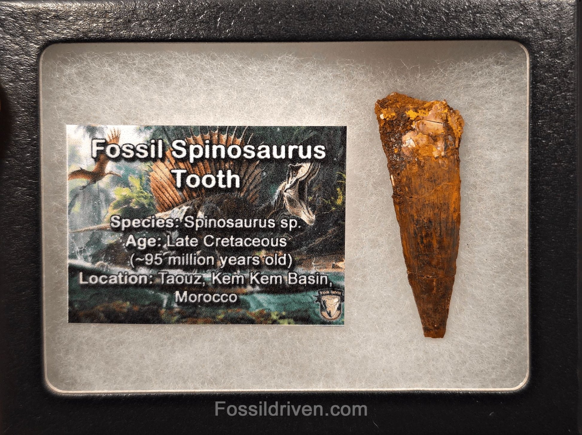 1.92" Fossil Spinosaurus Tooth - Real Dinosaur Tooth (Spino 2652) - Fossil Driven