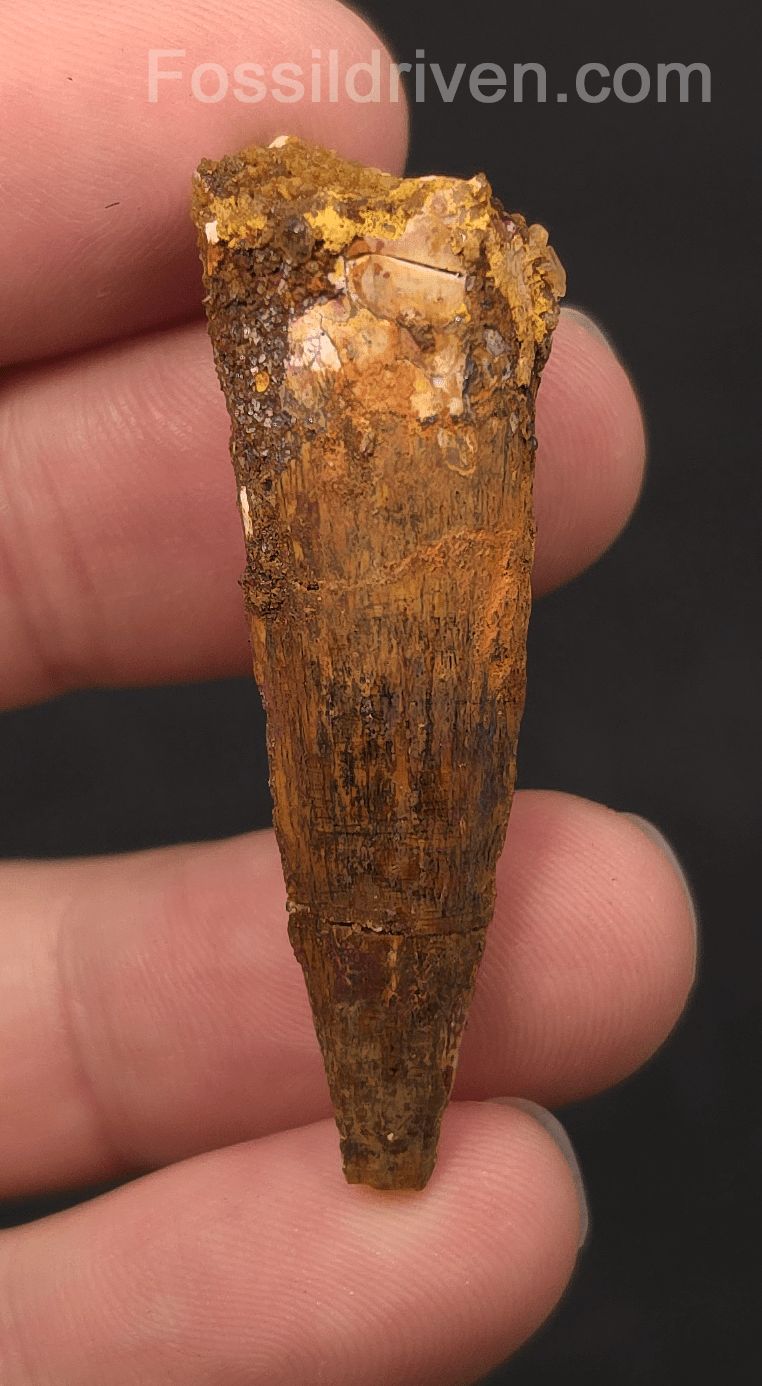 1.92" Fossil Spinosaurus Tooth - Real Dinosaur Tooth (Spino 2652) - Fossil Driven
