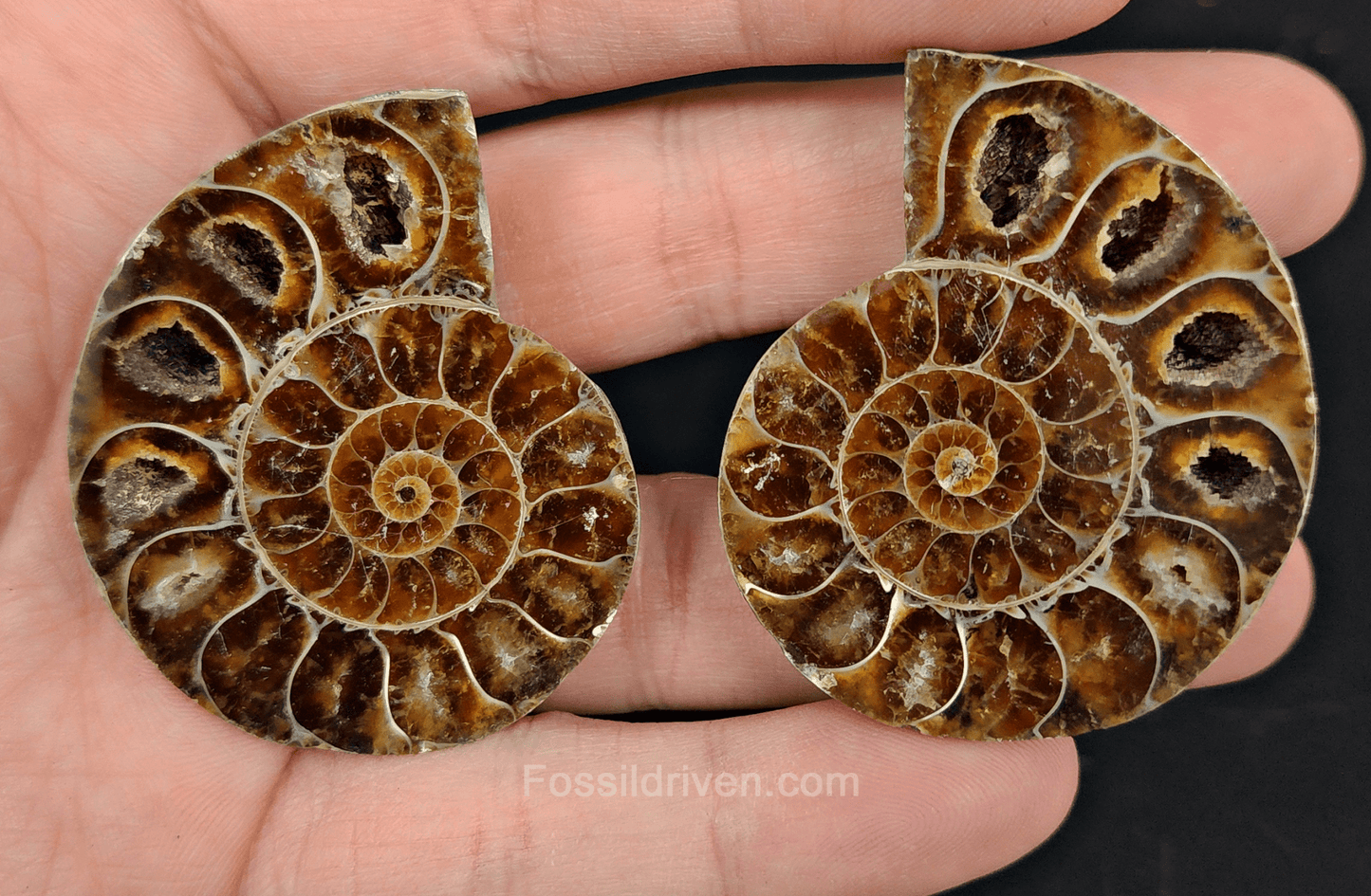 1.93" Cut & Polished Agatized Ammonite Fossil – Display Specimen | Fossil Driven - Fossil Driven