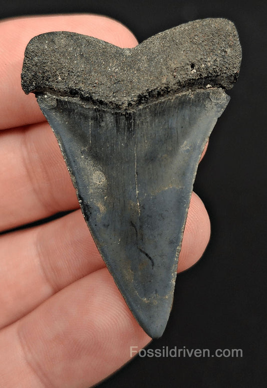1.93" Fossil Hastalis Mako Shark Tooth – Venice, Florida | Fossil Driven - Fossil Driven