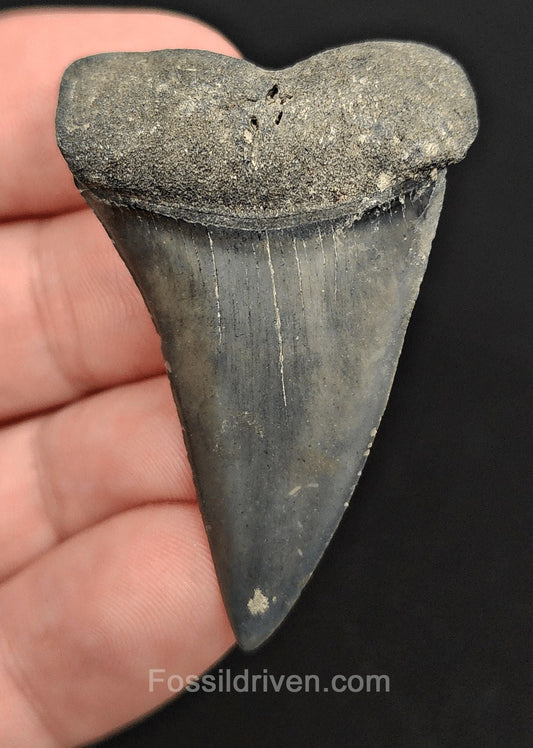 1.95" Fossil Hastalis Mako Shark Tooth – Venice, Florida | Fossil Driven (Mako 2170) - Fossil Driven