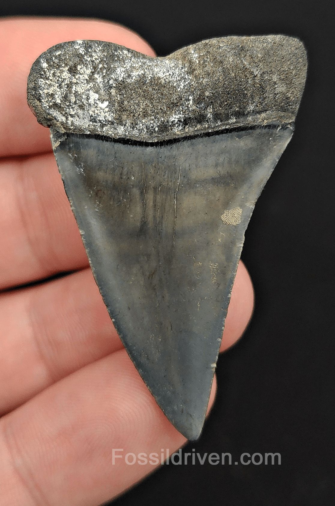 1.95" Fossil Hastalis Mako Shark Tooth – Venice, Florida | Fossil Driven (Mako 2170) - Fossil Driven