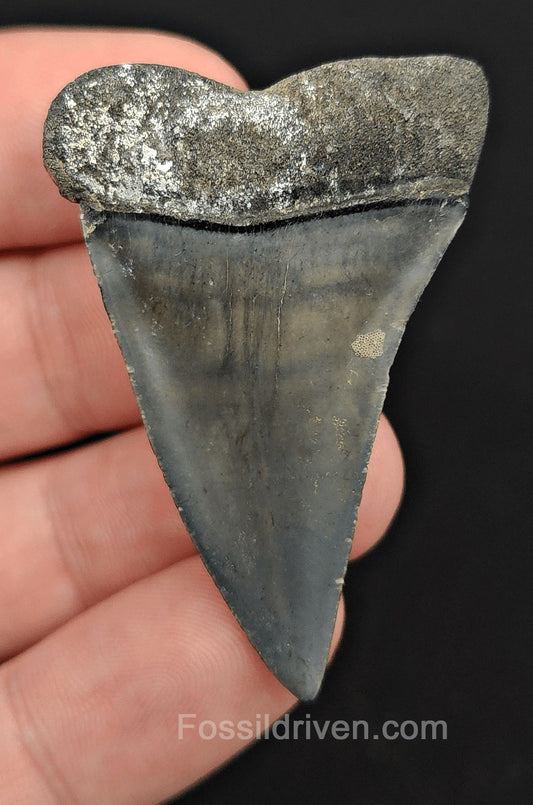 1.95" Fossil Hastalis Mako Shark Tooth – Venice, Florida | Fossil Driven (Mako 2170) - Fossil Driven