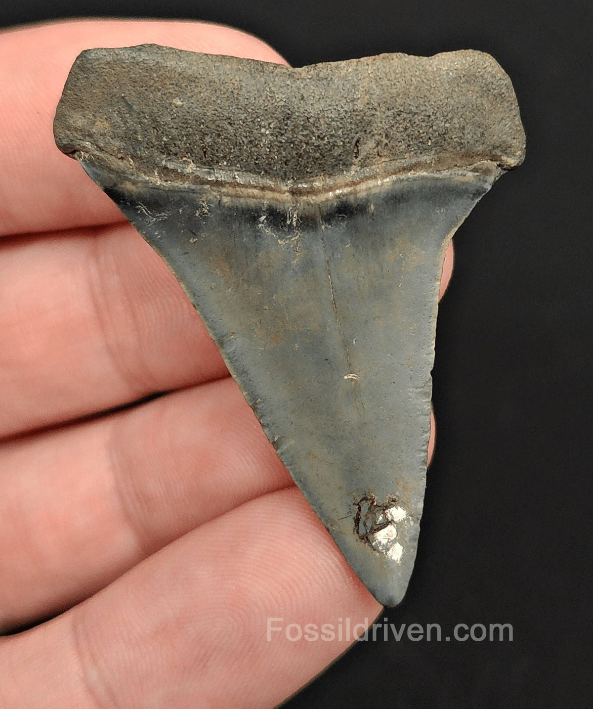 1.95" Fossil Hastalis Mako Shark Tooth – Venice, Florida | Fossil Driven (Mako 2174) - Fossil Driven