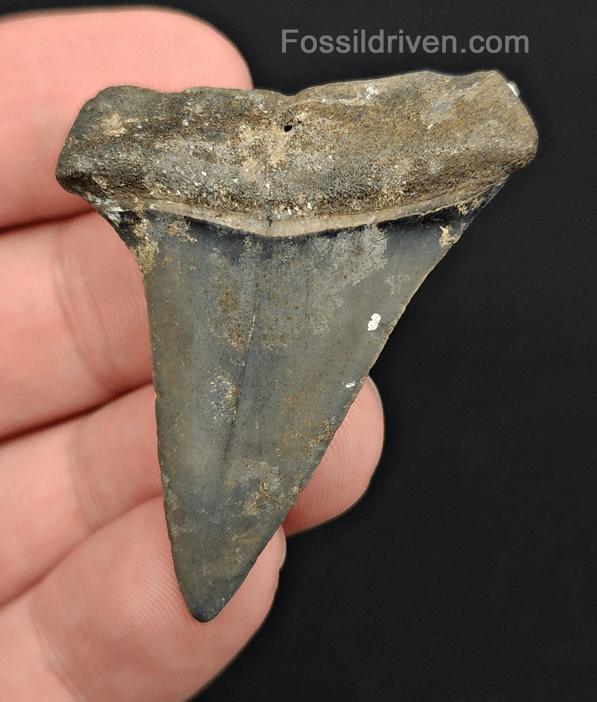1.95" Fossil Hastalis Mako Shark Tooth – Venice, Florida | Fossil Driven (Mako 2174) - Fossil Driven