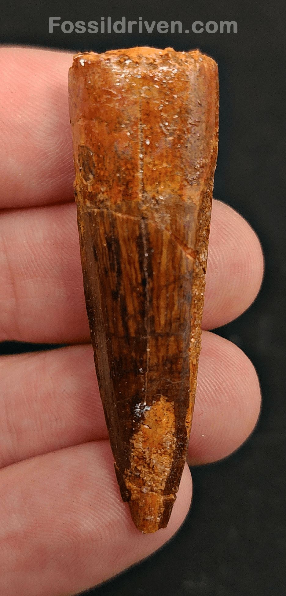 1.96" Authentic Spinosaurus Tooth - Real Dinosaur Tooth - Fossil Driven
