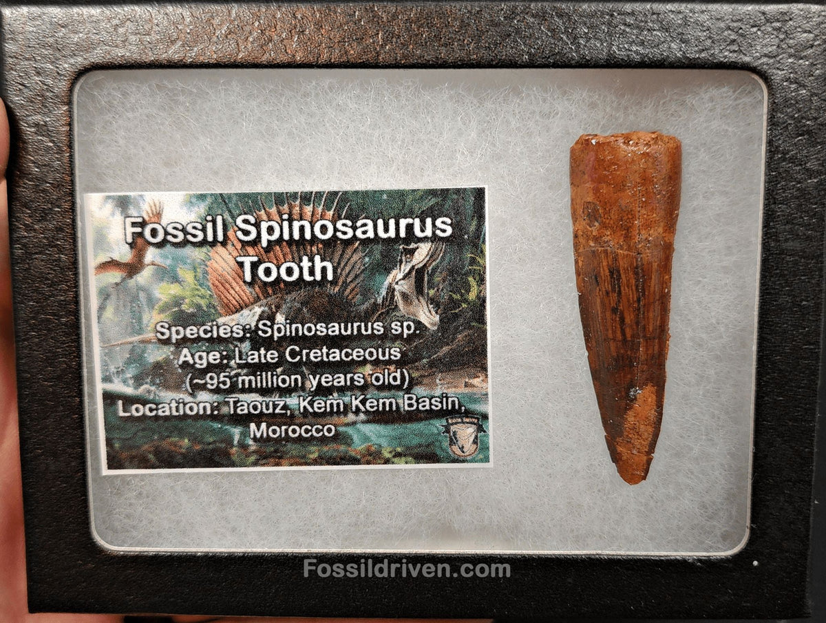 1.96" Authentic Spinosaurus Tooth - Real Dinosaur Tooth - Fossil Driven