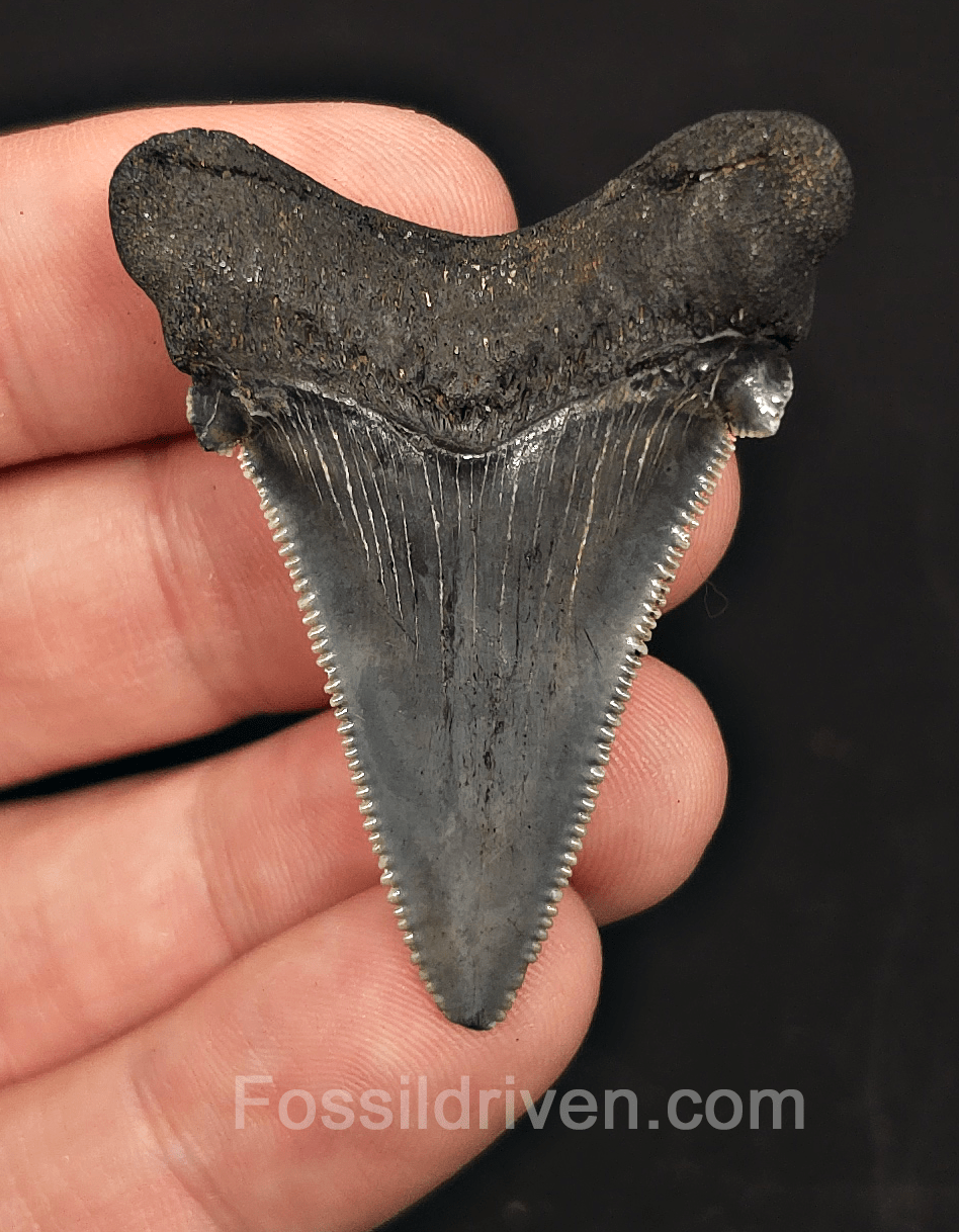 1.96" Fossil Angustidens Shark Tooth – South Carolina (Otodus angustidens) - Fossil Driven