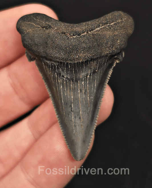 1.96" Fossil Angustidens Shark Tooth – South Carolina (Otodus angustidens) - Fossil Driven