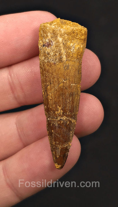 1.96" Fossil Spinosaurus Tooth - Authentic Dinosaur Tooth - Fossil Driven