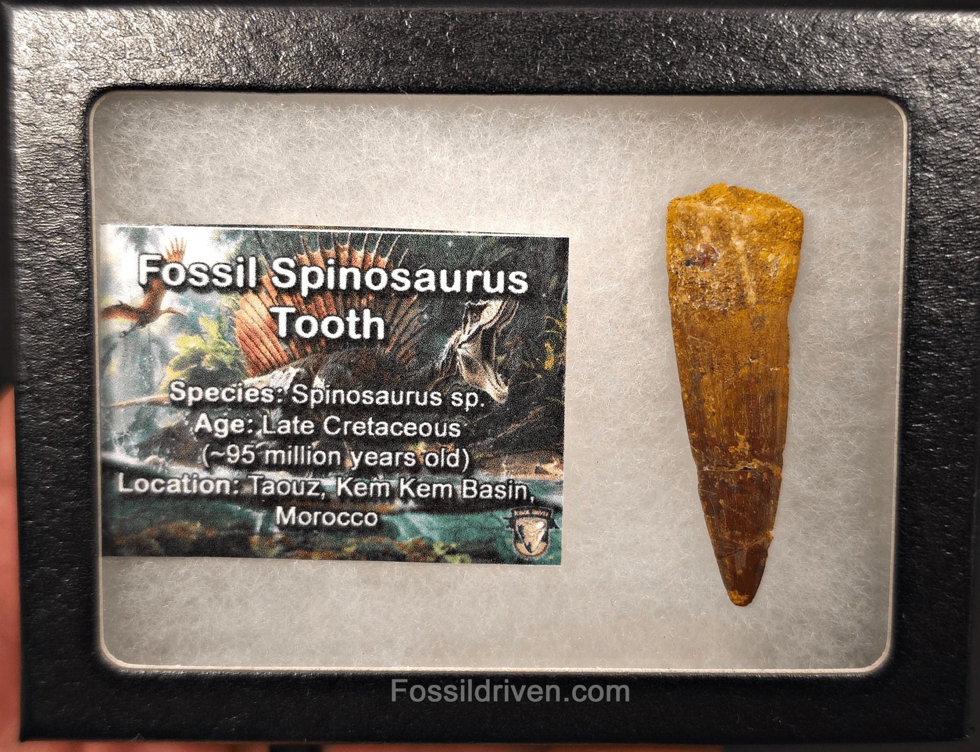 1.96" Fossil Spinosaurus Tooth - Authentic Dinosaur Tooth - Fossil Driven