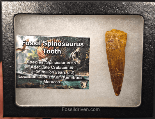 1.96" Fossil Spinosaurus Tooth - Authentic Dinosaur Tooth - Fossil Driven