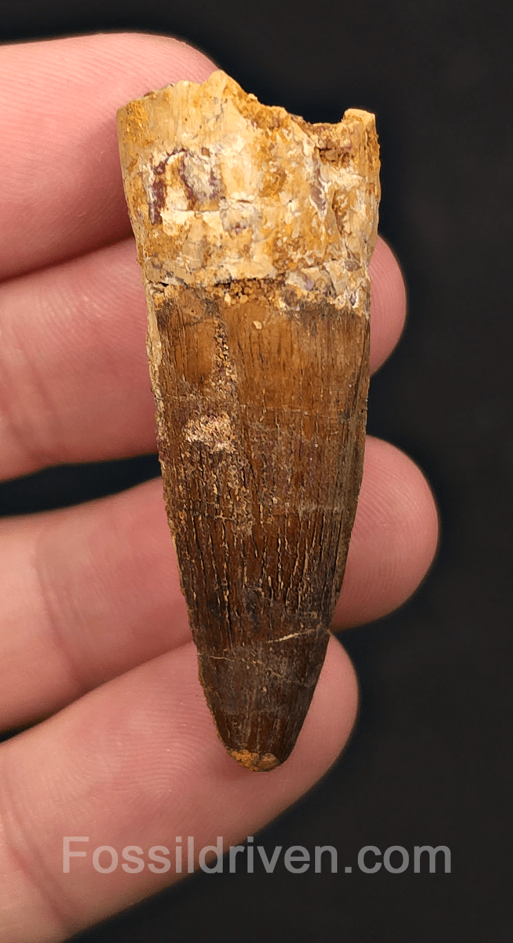 1.96" Fossil Spinosaurus Tooth - Real Dinosaur Tooth - Fossil Driven