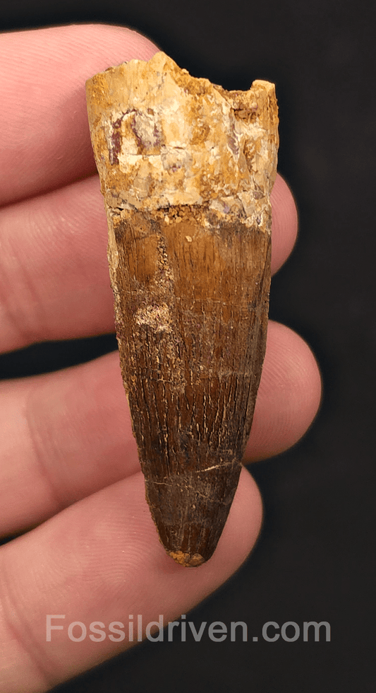 1.96" Fossil Spinosaurus Tooth - Real Dinosaur Tooth - Fossil Driven