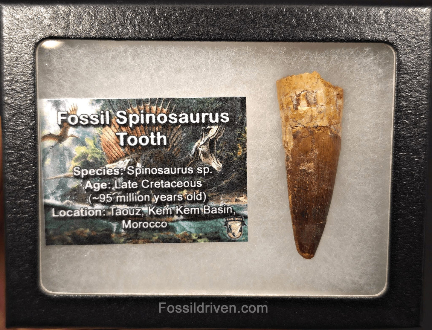 1.96" Fossil Spinosaurus Tooth - Real Dinosaur Tooth - Fossil Driven