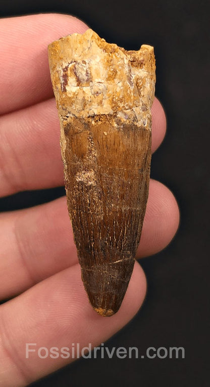 1.96" Fossil Spinosaurus Tooth - Real Dinosaur Tooth - Fossil Driven