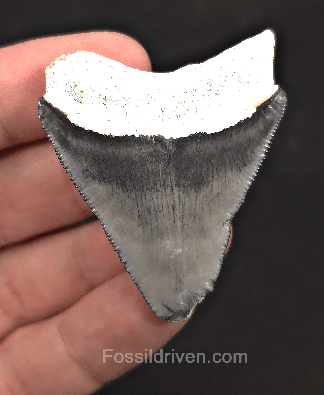 1.96" Light Blue Fossil Megalodon Tooth - Bone Valley, Florida | Fossil Driven - Fossil Driven