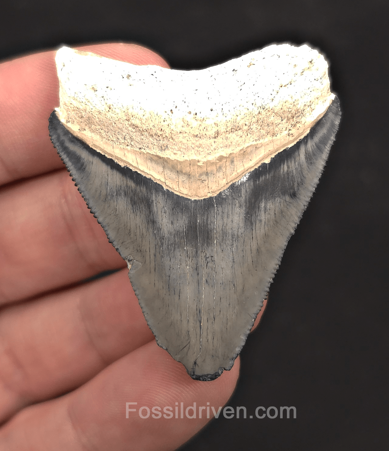 1.96" Light Blue Fossil Megalodon Tooth - Bone Valley, Florida | Fossil Driven - Fossil Driven