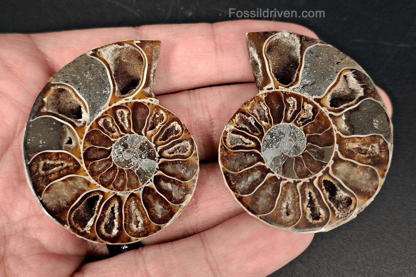 1.97" Cut & Polished Agatized Ammonite Fossil – Display Specimen | Fossil Driven - Fossil Driven
