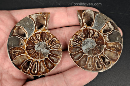 1.97" Cut & Polished Agatized Ammonite Fossil – Display Specimen | Fossil Driven - Fossil Driven