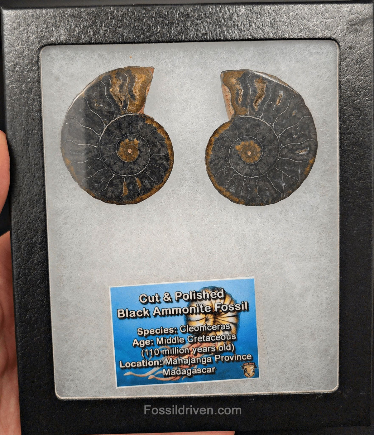 1.97" Cut & Polished Black Agatized Ammonite Fossil – Display Specimen | Fossil Driven (Amm 2098) - Fossil Driven