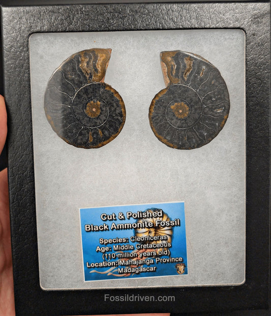1.97" Cut & Polished Black Agatized Ammonite Fossil – Display Specimen | Fossil Driven (Amm 2098) - Fossil Driven