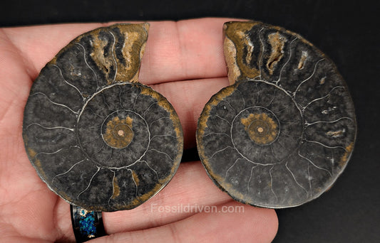 1.97" Cut & Polished Black Agatized Ammonite Fossil – Display Specimen | Fossil Driven (Amm 2098) - Fossil Driven