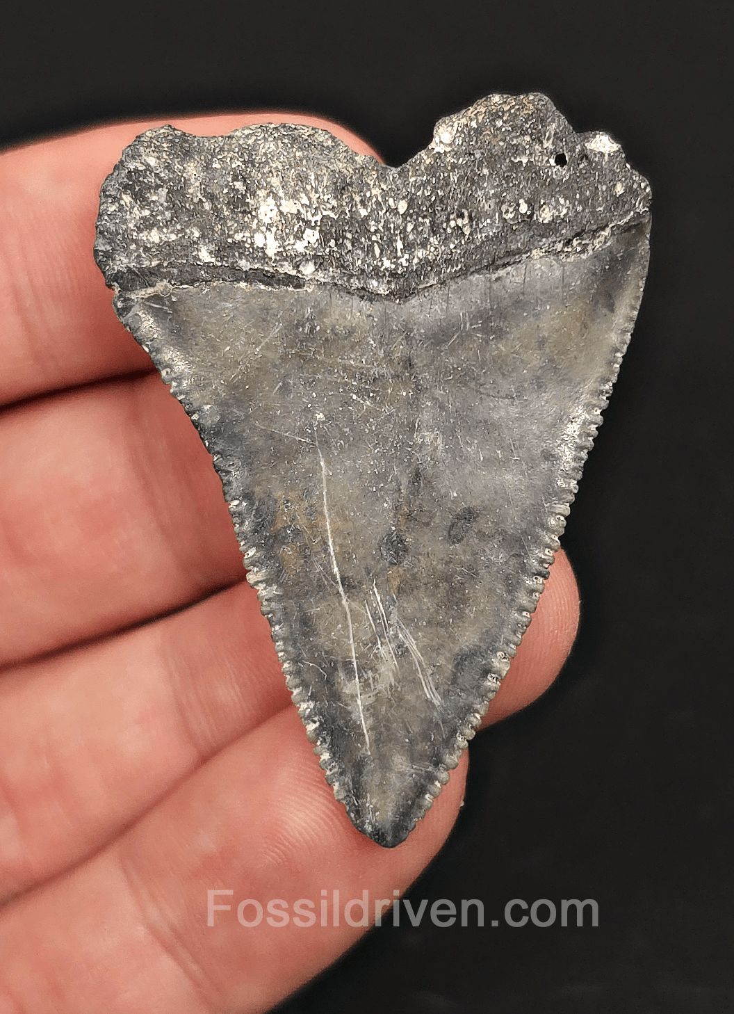 1.97" Fossil Great White Tooth - St. Augustine, FL - 100% Authentic - Fossil Driven