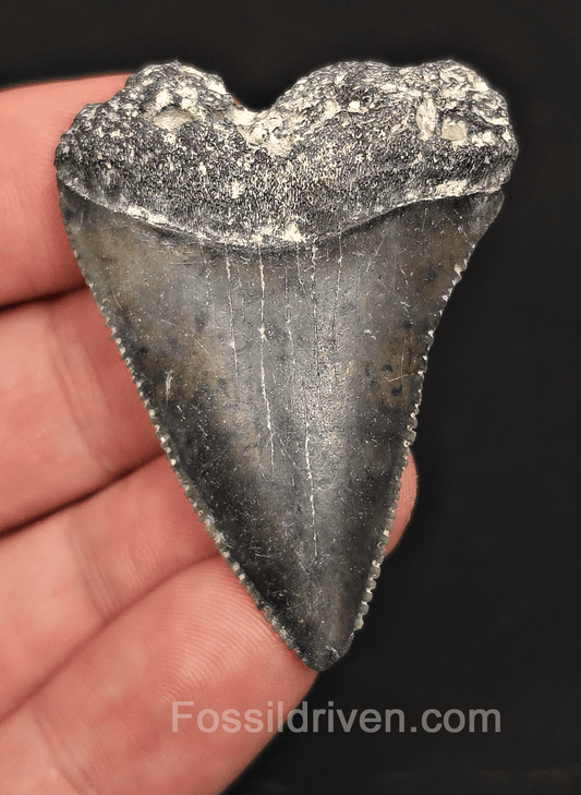 1.97" Fossil Great White Tooth - St. Augustine, FL - 100% Authentic - Fossil Driven