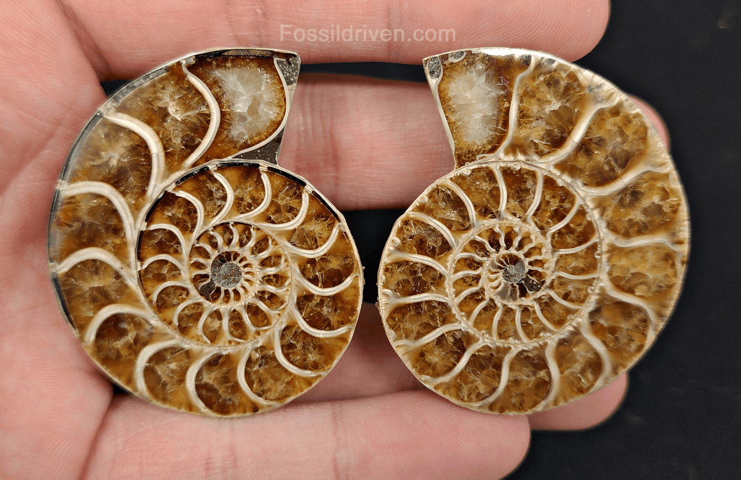 1.98" Cut & Polished Agatized Ammonite Fossil – Display Specimen | Fossil Driven - Fossil Driven